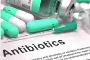 antibiotic-use-dogs-cats