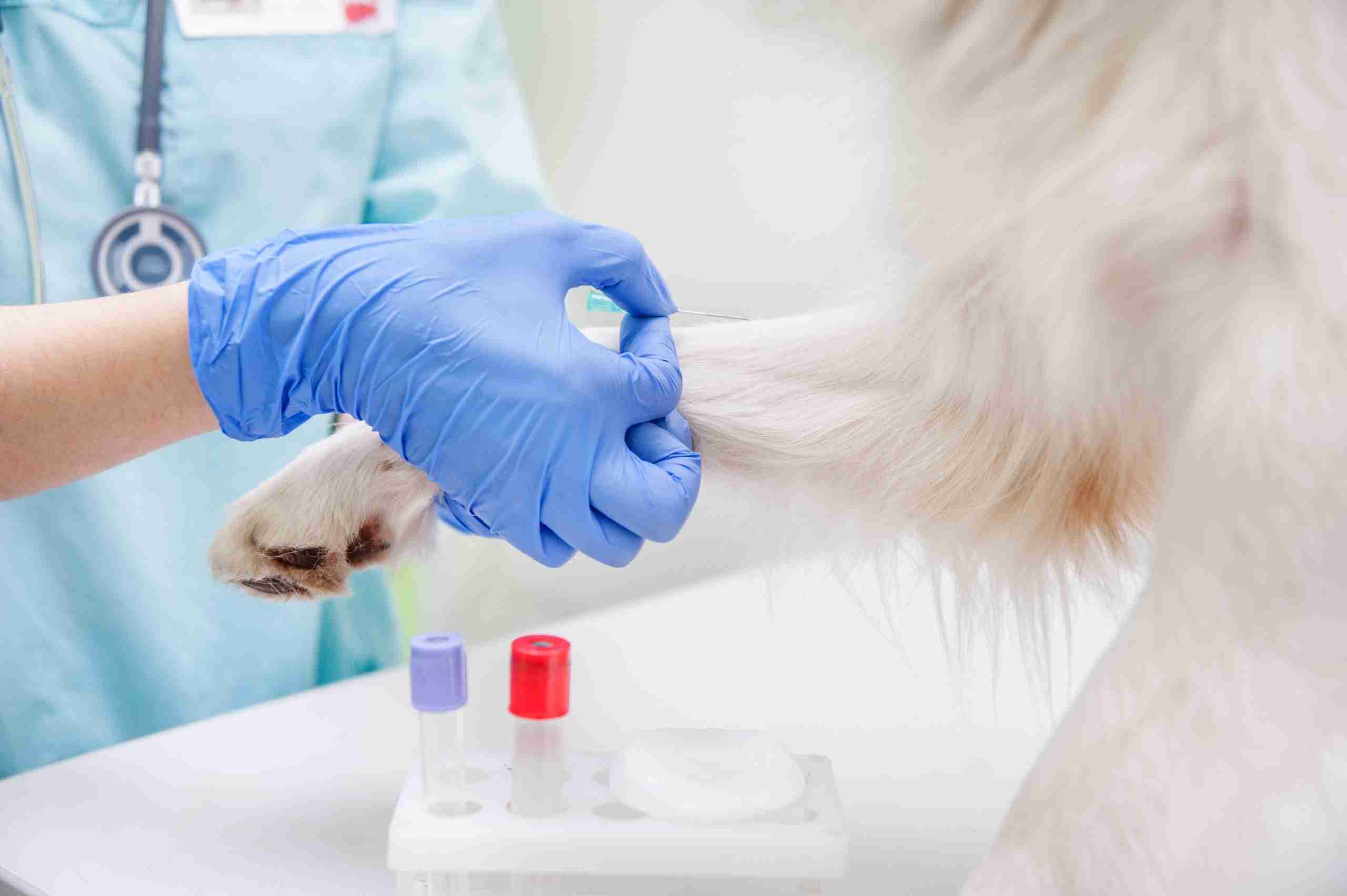 Practical Interpretation of Routine Blood Results in Dogs and Cats
