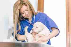 Veterinary checking a dog puppie in her studio