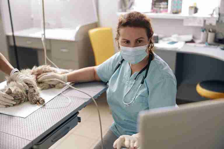 Worried woman veterinarian in disposable mask performs ultrasound investigation of cat abdomen with assistant in clinic office. Medical care of pets