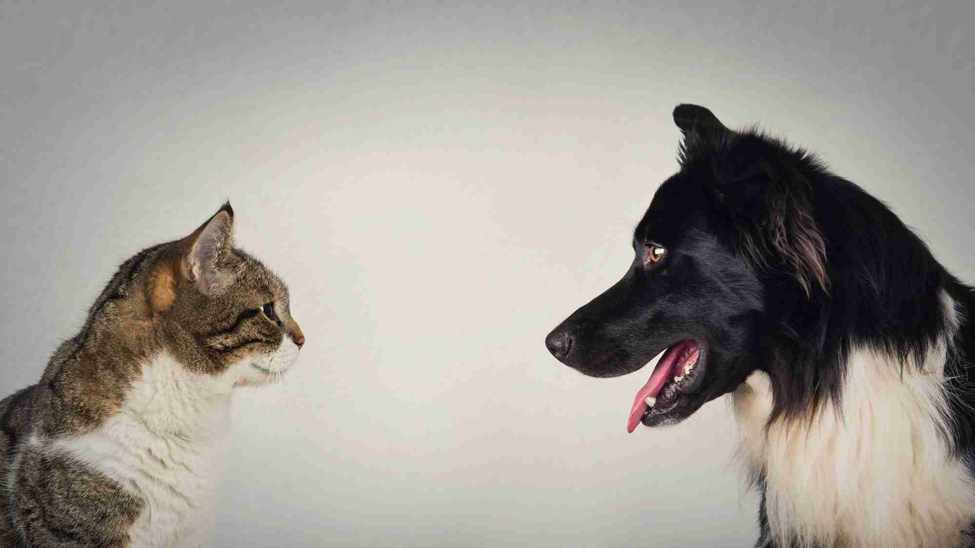 Vragen Cursus: Systemische Hypertensie: Kat versus Hond