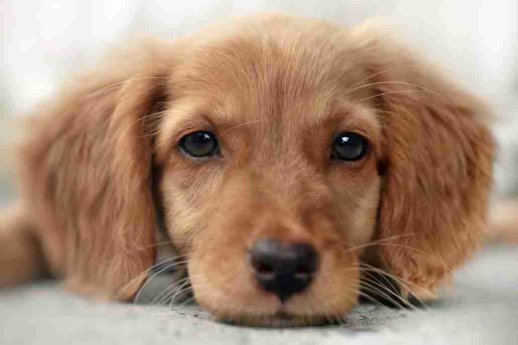 Cute puppy