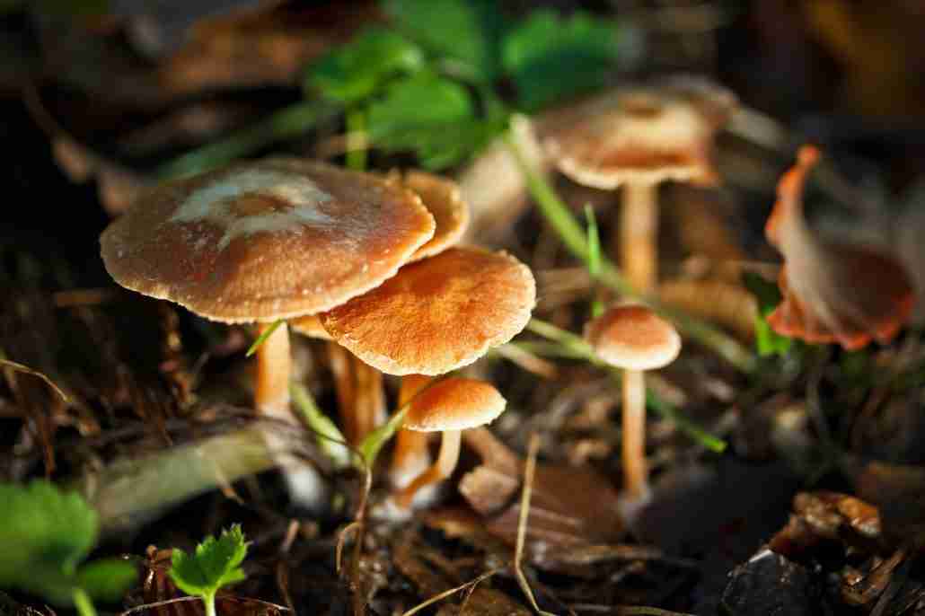 Group of mushrooms