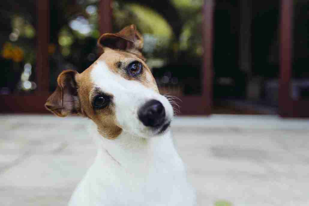 Dog looking curious