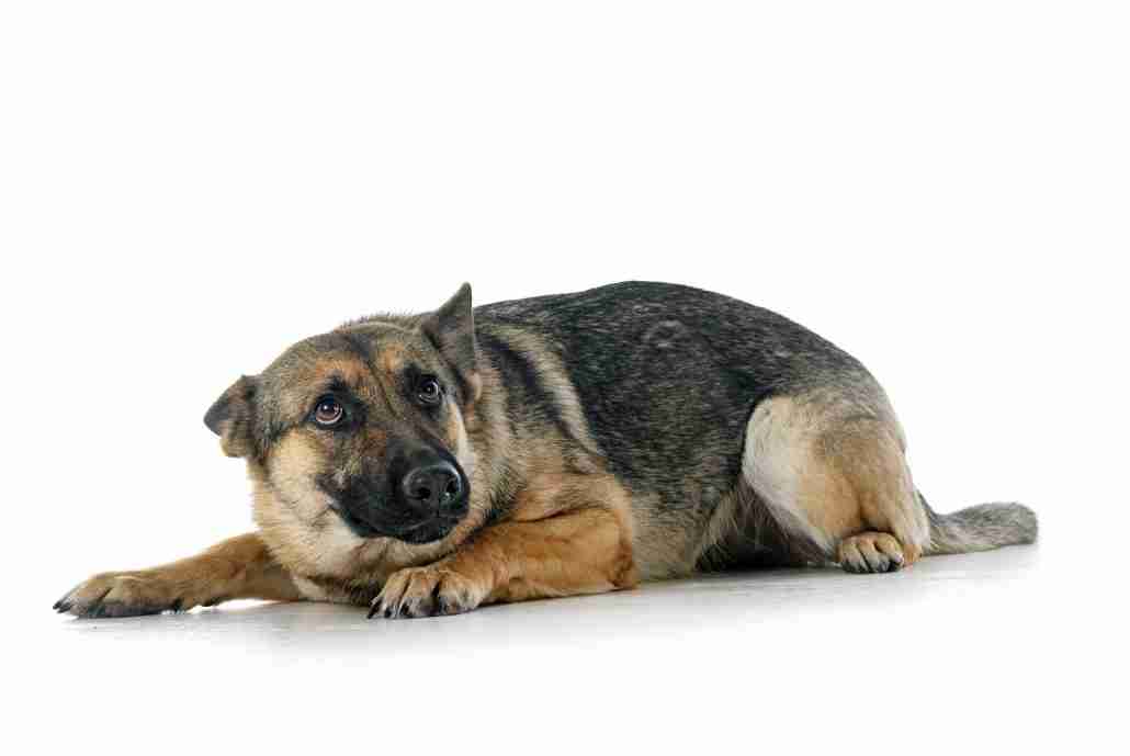 gray german shepherd
