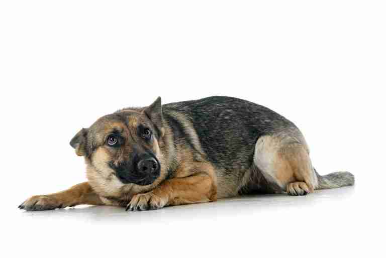 gray german shepherd