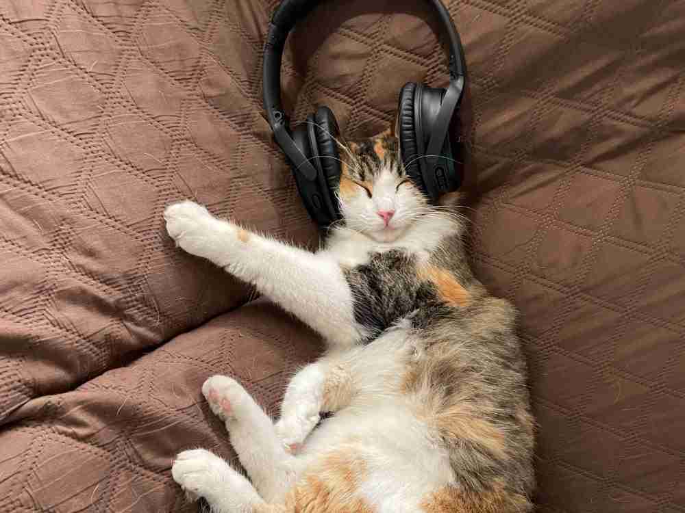 Podcasts
