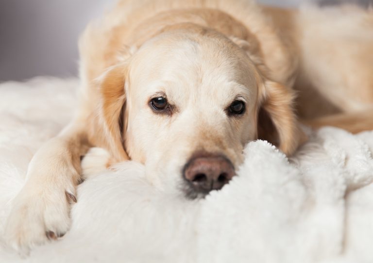 Golden retriever dog