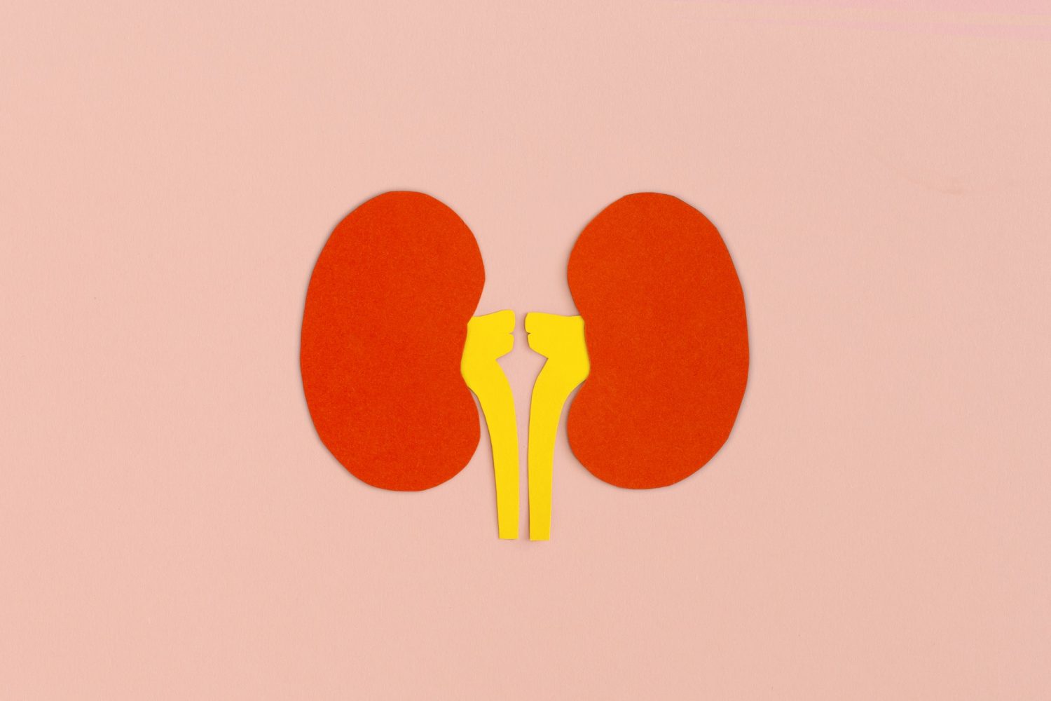 Paper kidneys on pink background