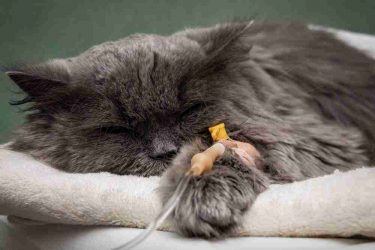 Sick,Cat,Under,The,Dropper Sick cat under the dropper