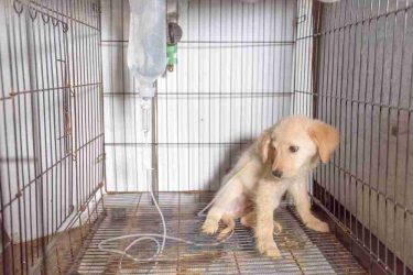 Puppy,With,Sick,Parvovirus,Infection,Want,Saline,Fluid,Therapy. Puppy,With,Sick,Parvovirus,Infection,Want,Saline,Fluid,Therapy.